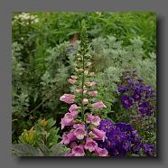 Digitalis purpurea 2 (le jardin de la poterie Hillen).. www.poterie.fr